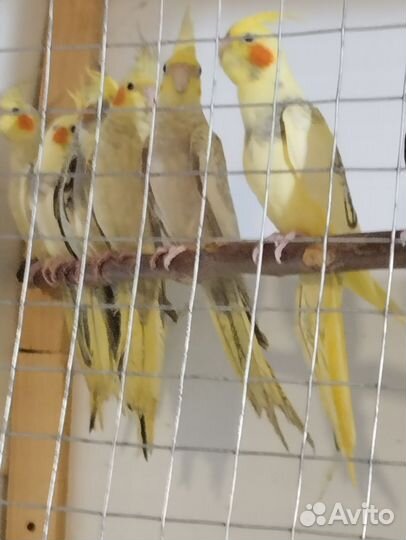 Попугаи Кореллы, возраст 2 месяца