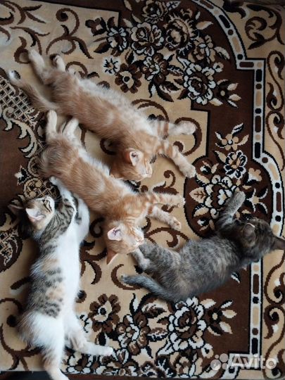 Котята ищут дом