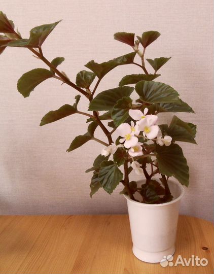 Хлорофитум