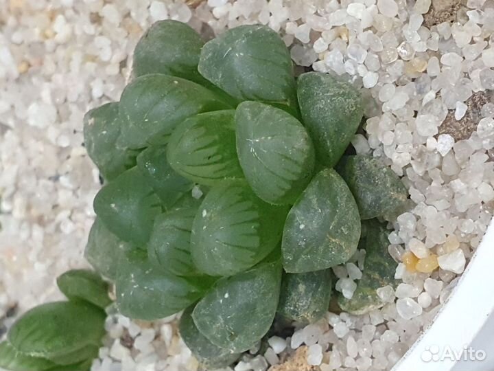 Эхеверия хавортия граптопеталум