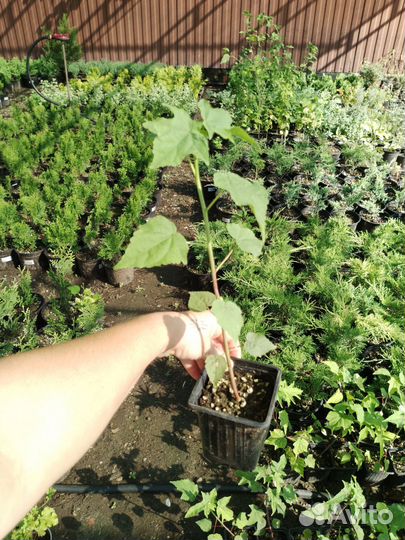 Гибискус травянистый