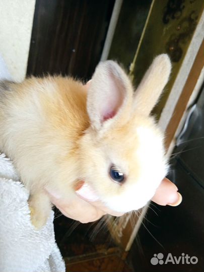 Крольчата малыши