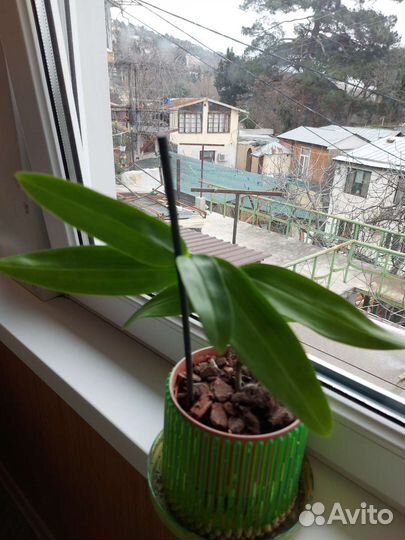 Дендробиум нобиле