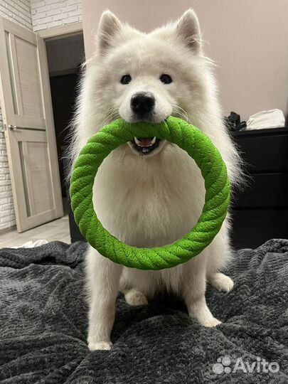 Большие Пуллеры для собак