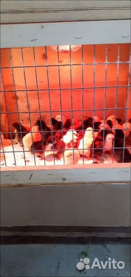 Цыплята суточные несушки