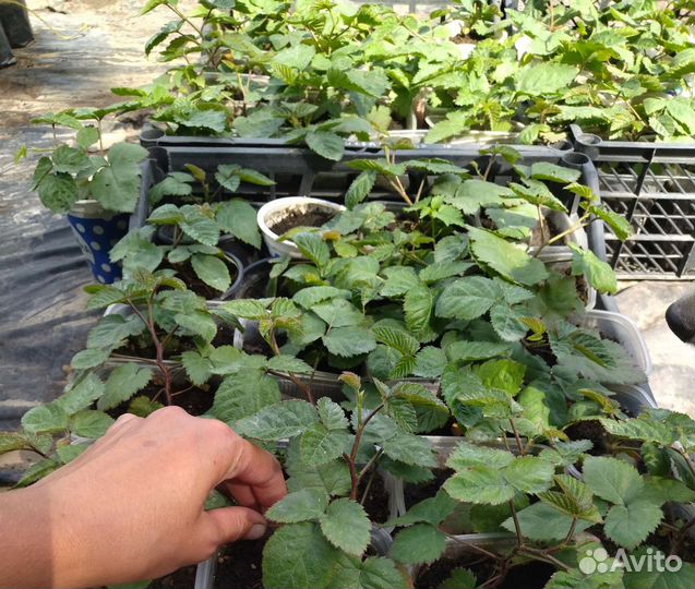 Саженцы ремонтантной клубники