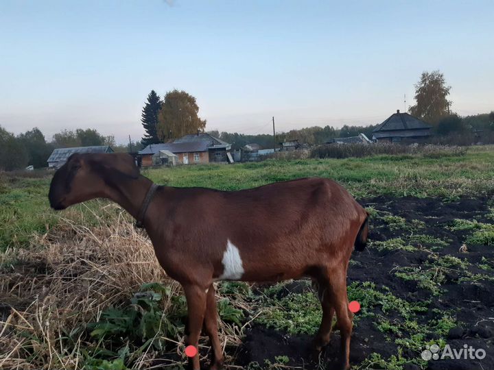 Нубийская 87