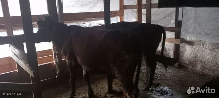 2 бычки и 2 Тёлочки.возрост,1,3.всем