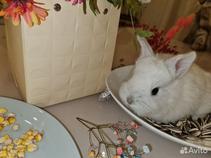 Декоративные кролики,доставка