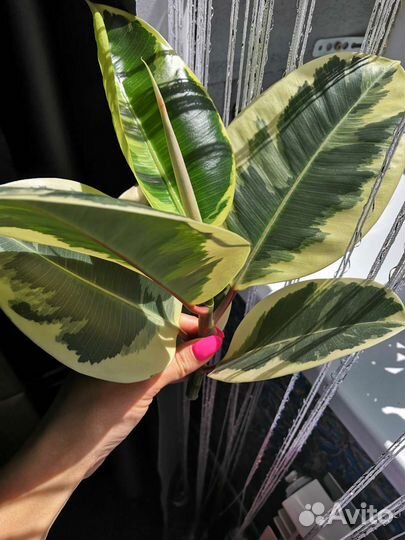 Фикус тинеке