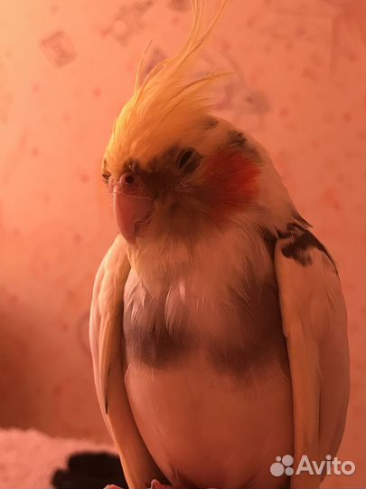 Мальчик - попугайчик корелла