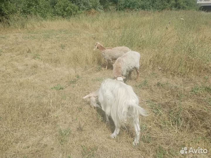 Козы и бараны