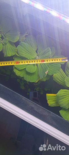 Гигантская пистия