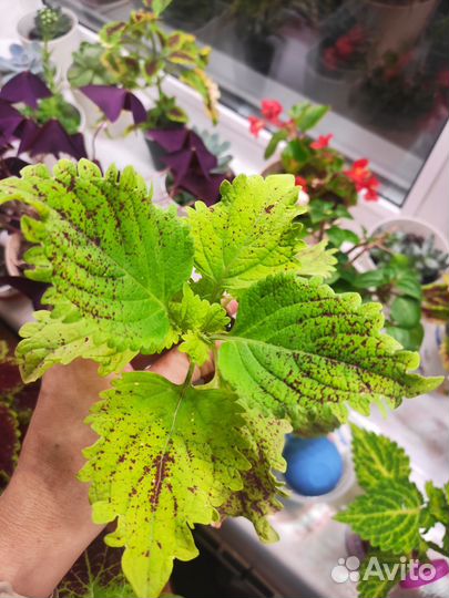 Комнатные цветы