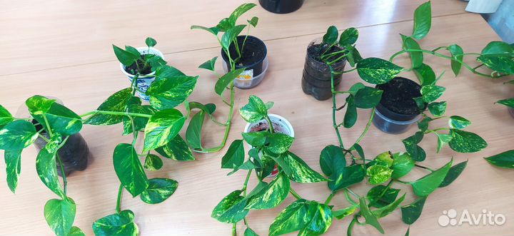 Лиана (сциндапсус)