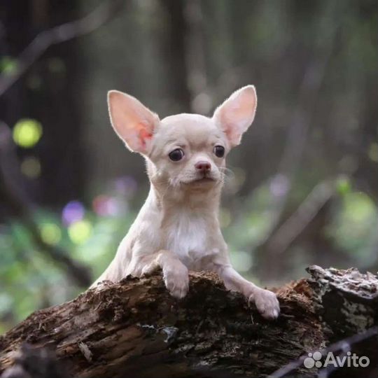 Чихуахуа Красотка и Обояшка