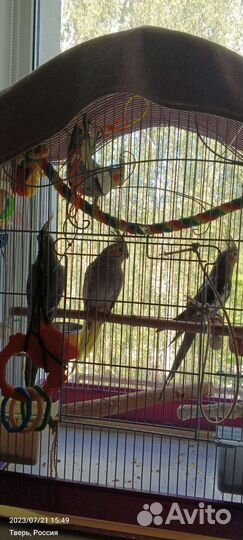 Птенцы нимфа-корелл