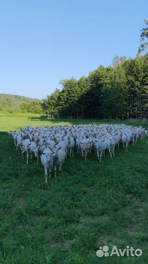 Чистопородные зааненские козочки