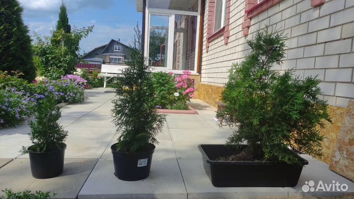 Саженцы туи 