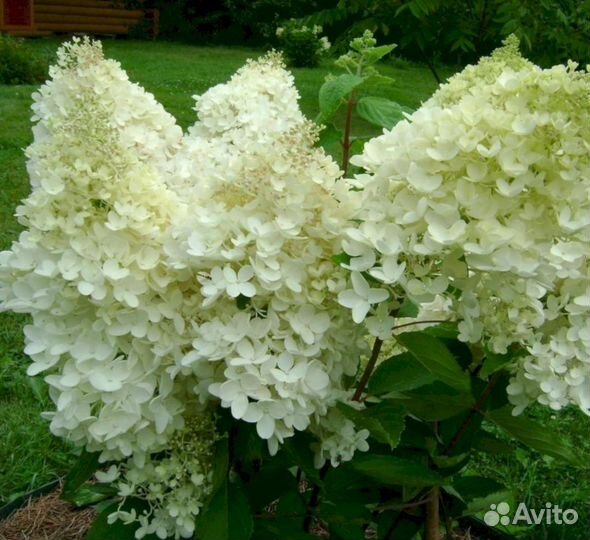 Гортензия Меджикал файер