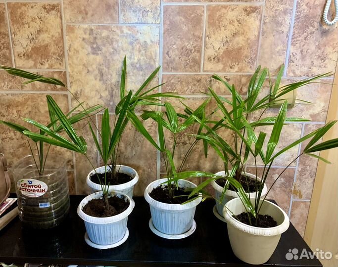 Пальма веерная трахикарпус