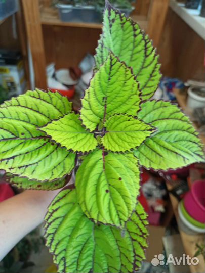 Колеусы вегетативные набор