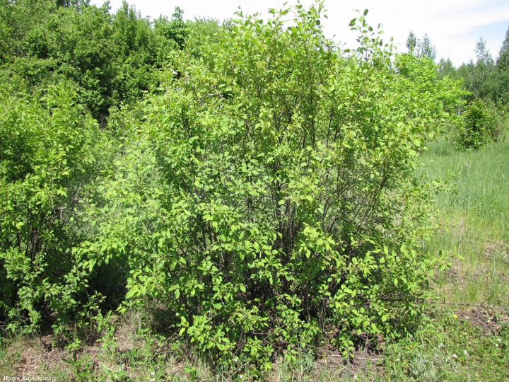 Участок 15 сот. (ИЖС)