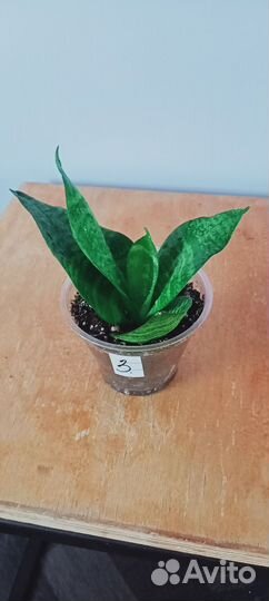 Сансевиерия Ханни