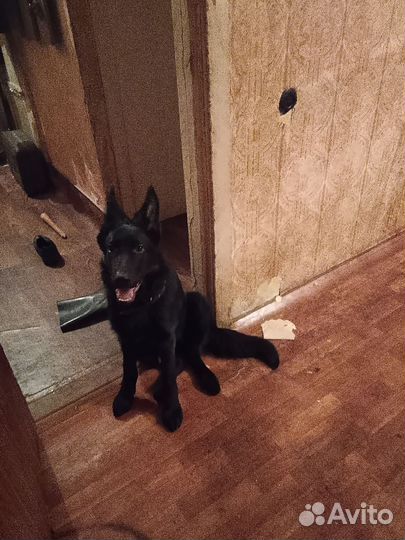 Немецкая овчарка