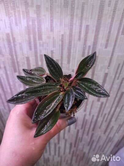 Пеперомия Россо