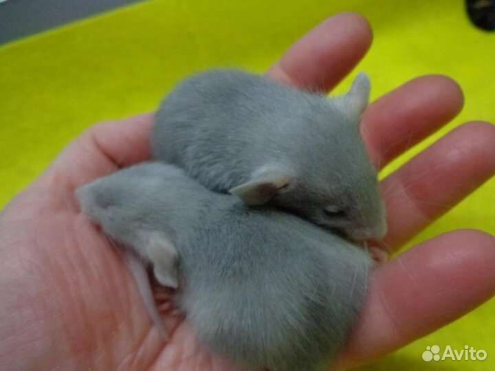 Крыса дамбо