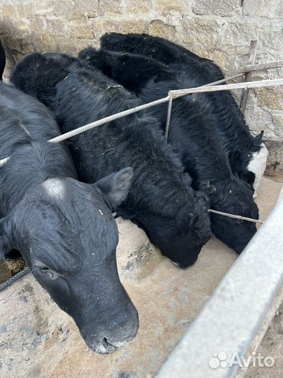 Быки обирдины