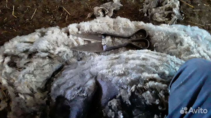 Стрижка овец