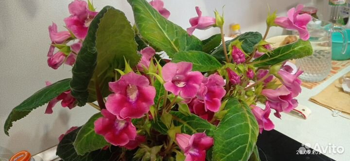 Цветы глоксиния