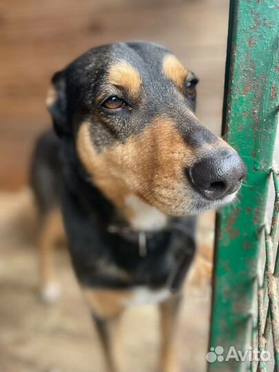 Дружелюбная молодая собака из приюта ищет дом