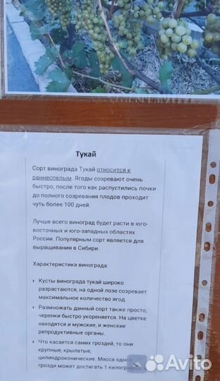 Саженцы винограда