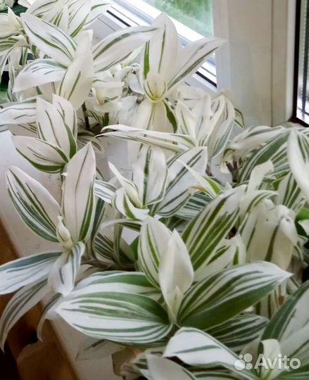 Традесканция