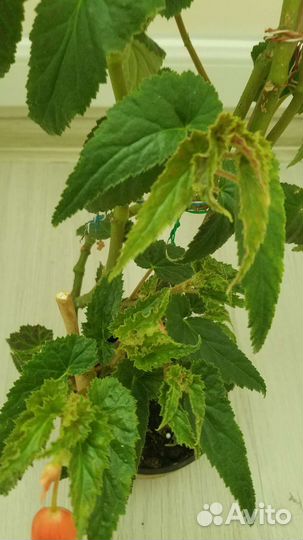 Бегония ампельная