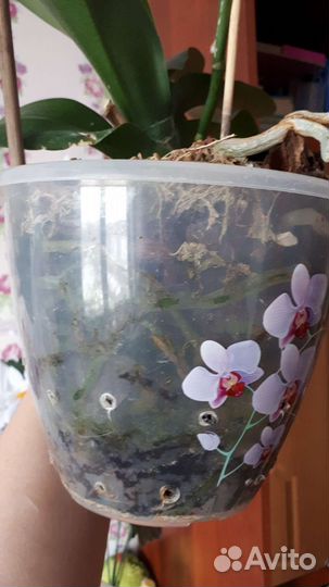 Орхидея фаленопсис