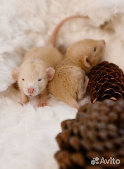 Крысята, крысы