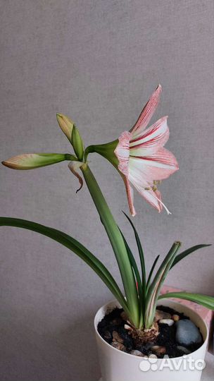 Гиппеаструм