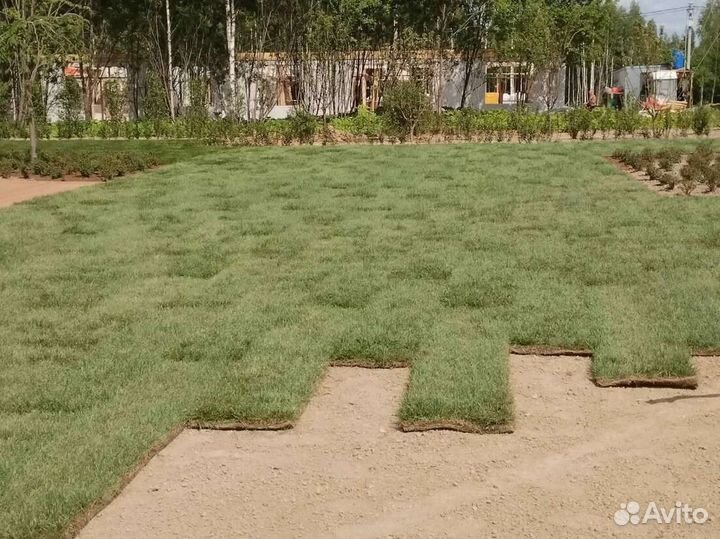 Рулонный газон под ключ. Дренаж. Отсыпка участка