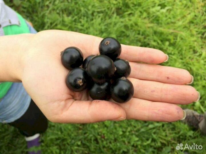 Саженцы черной смородины Добрыня