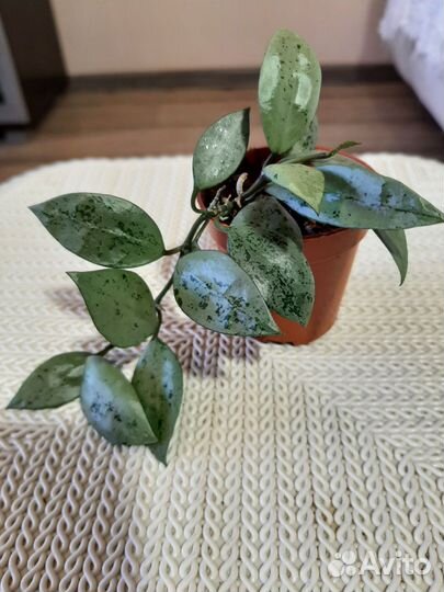 Хойя Кримсон Квин, Эскимо, Компакта