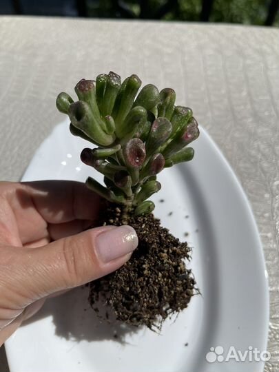 Крассула голлум вариегатная(белая вар.)