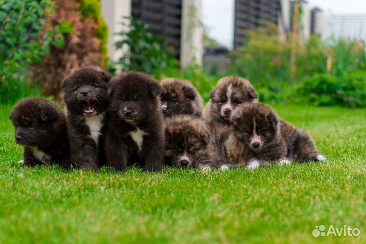 Щенки Японской акиты