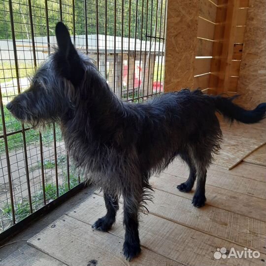 Малыши Керри и Барни ищут дом