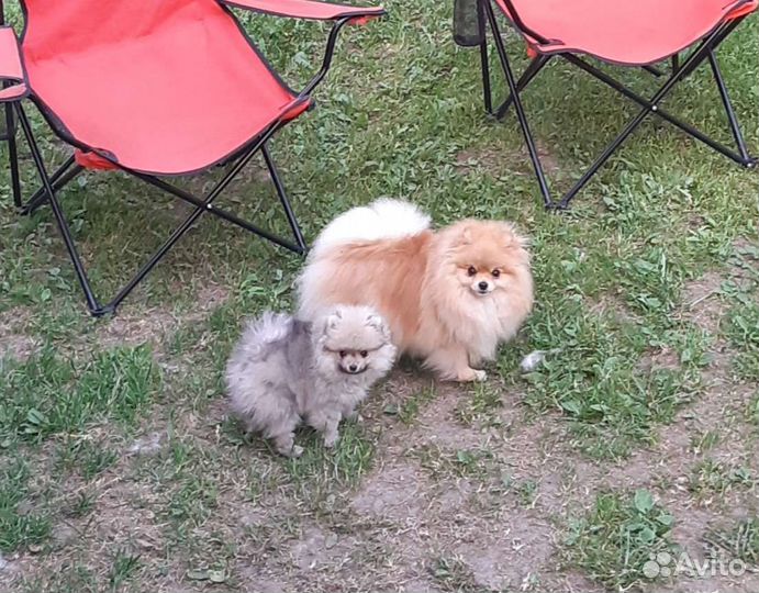 Померанский шпиц мини