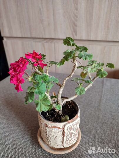 Пеларгония герань