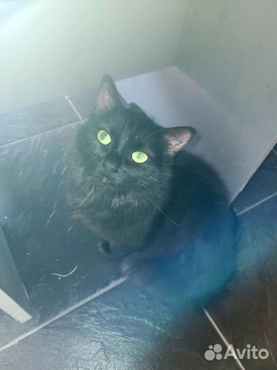 Пристраиваю кошку